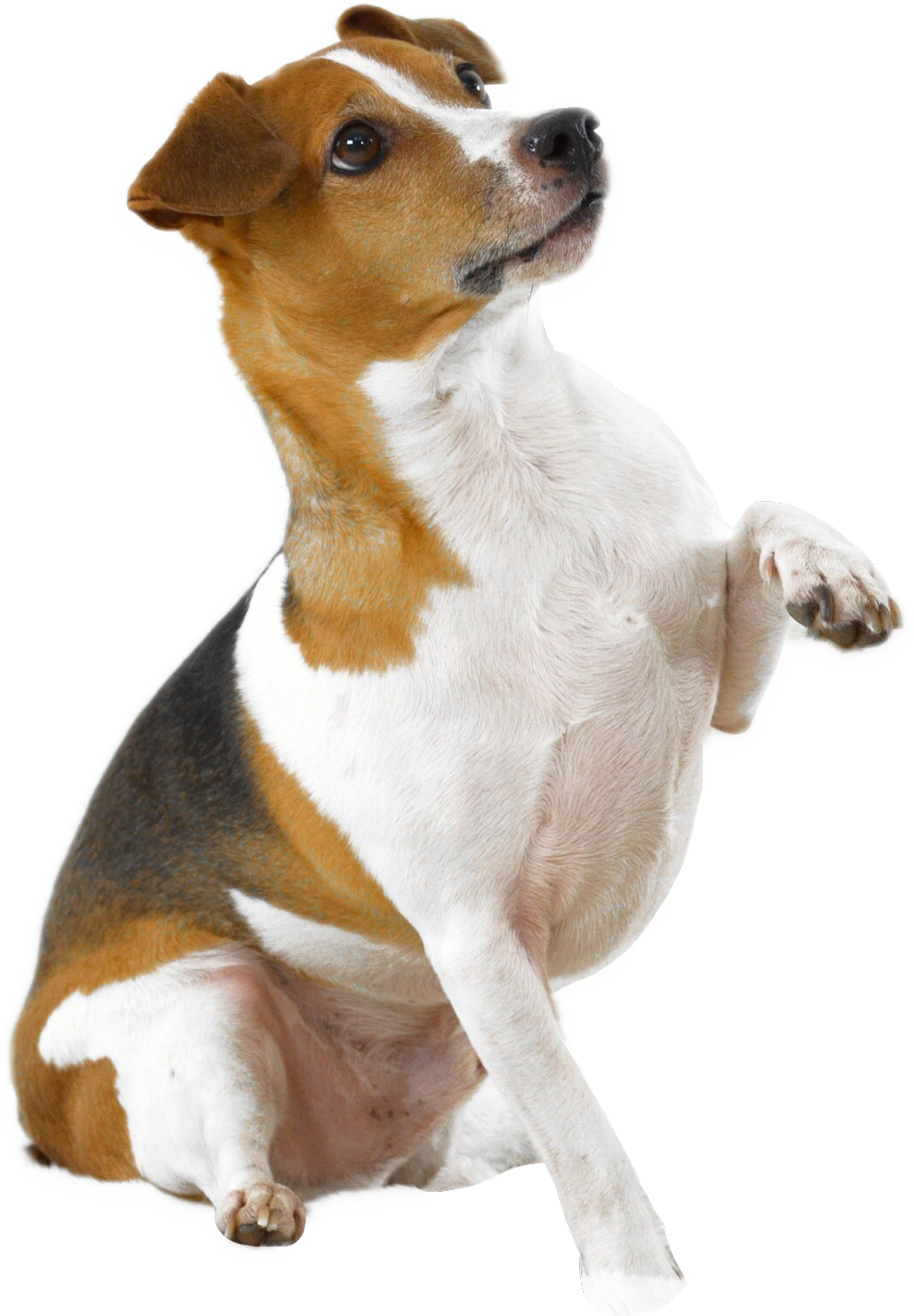 Dog Holding Paw Up Transparent Png Image - Dog With Paw Up Png (1024x1474), Png Download