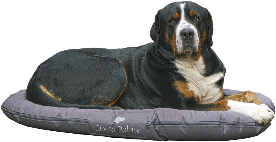 Bernese Mountain Dog - Dog (960x504), Png Download
