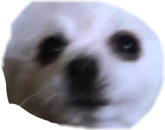 Report Abuse - Meerkat (553x436), Png Download