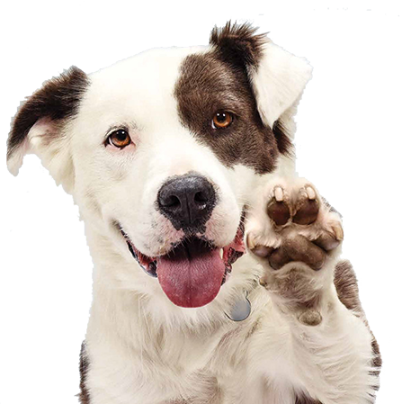 Pause - Dog Adoption (447x449), Png Download