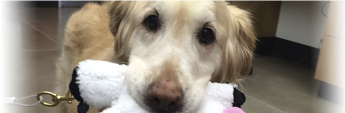 Home > What You Need To Know > Links Of Interest - Labrador Retriever (940x225), Png Download