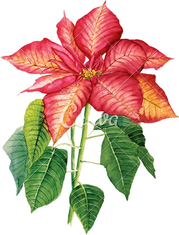 Watercolor Drawing With Poinsettia - Craftemotions Clear Stamp A6 - Weihnachtsstern Poinsettia (609x800), Png Download