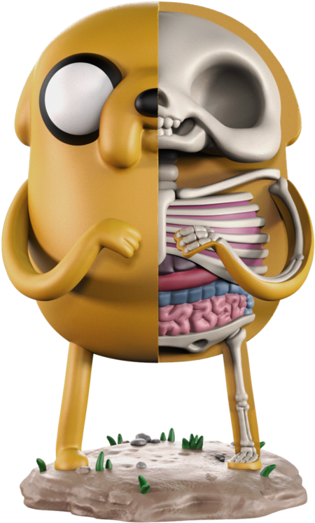 Xxray (800x800), Png Download