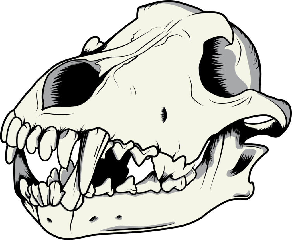 Tumblr Static - Wolf Skull Vector Free (1024x840), Png Download