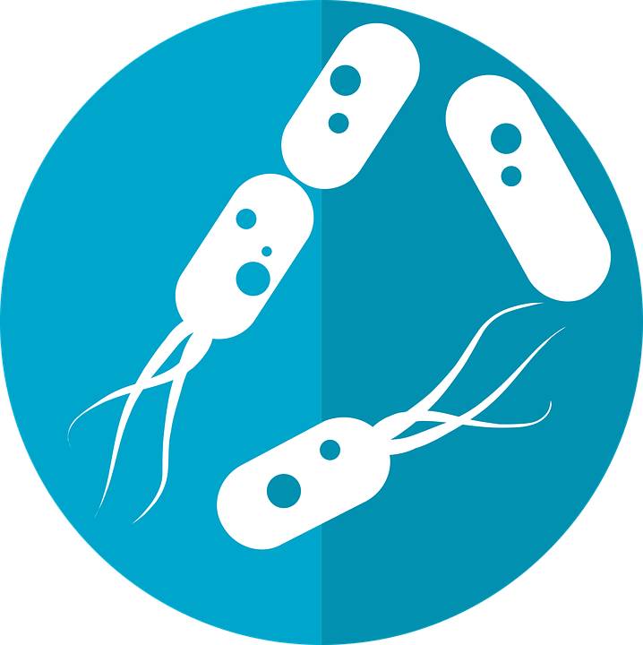 Bacteria Png Hd - Bacterias Png (718x720), Png Download