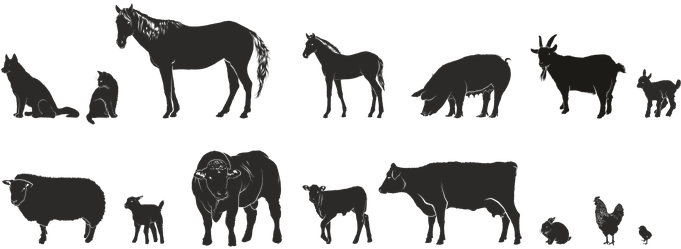 Bull 5'x7'area Rug (680x340), Png Download