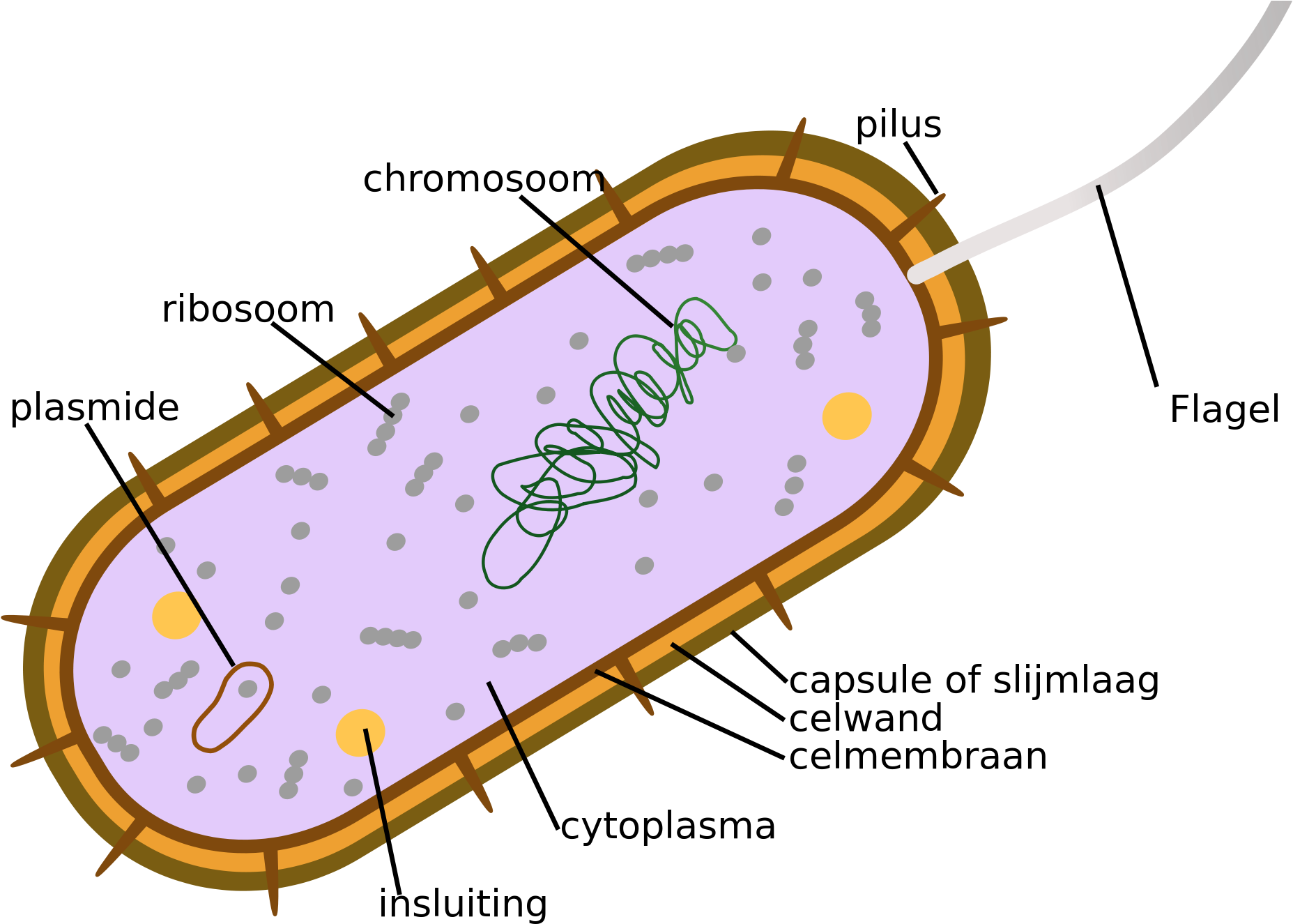 Open - Chlorophyll In Bacteria (2000x1404), Png Download