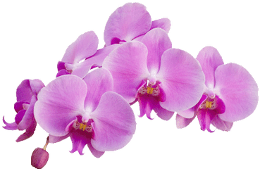 Orchid Purple - Orquidea Png (400x400), Png Download