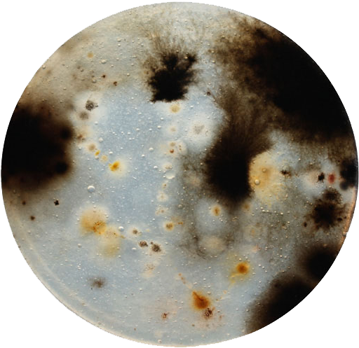 The 24 Best Bacteria Paintings Images On Pinterest - Circle (567x504), Png Download