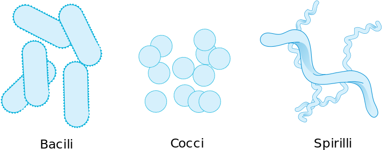 Bacteria Drawing - Rod Shaped Bacteria Drawing (800x361), Png Download