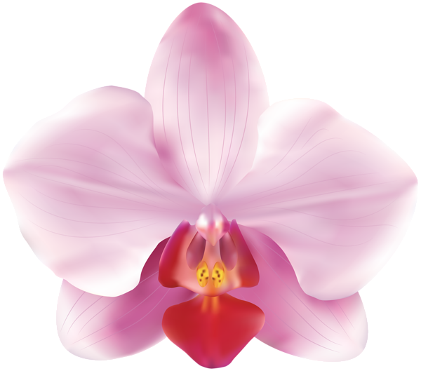 Pink Orchid Png (600x529), Png Download