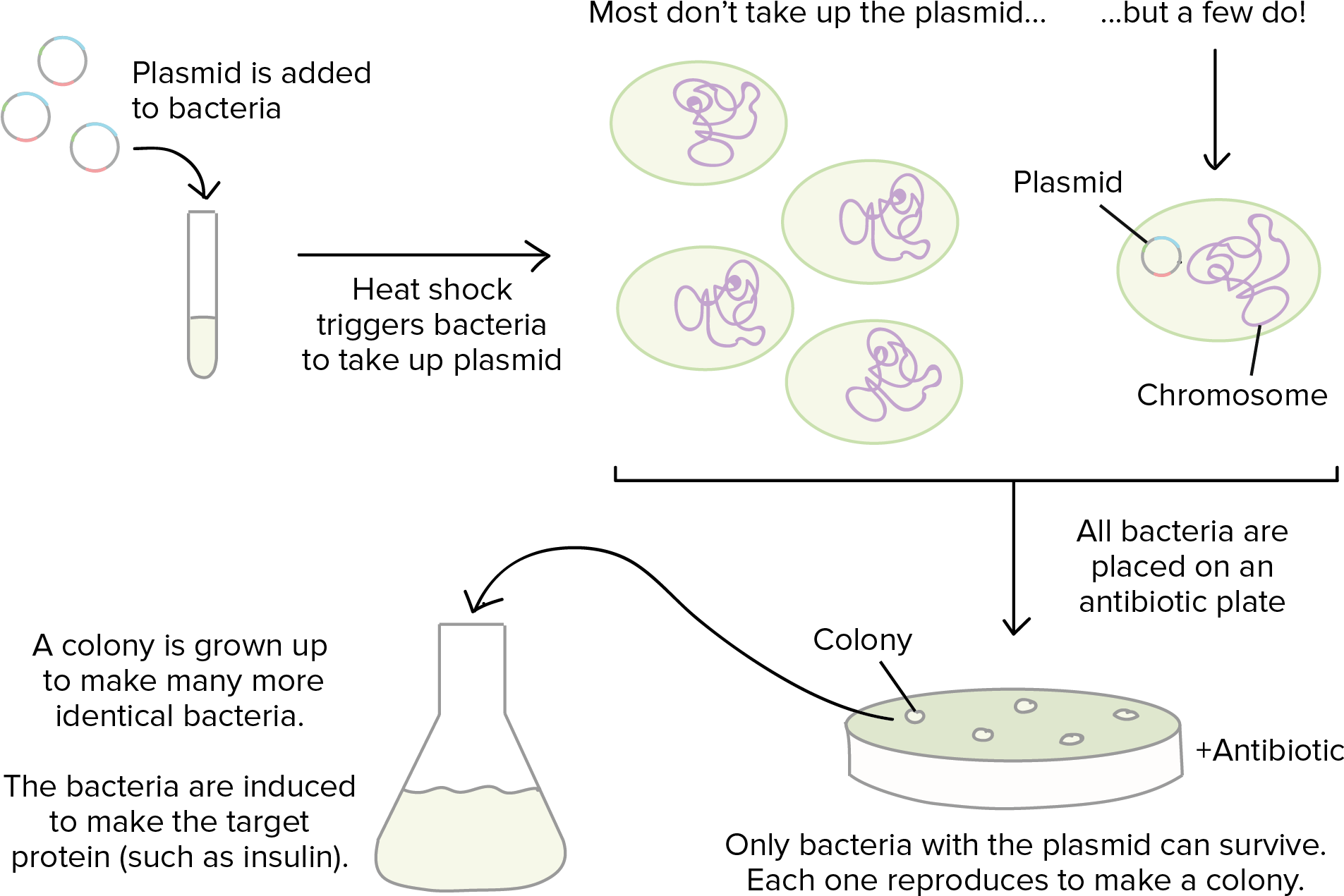 Bacteria (1950x1327), Png Download