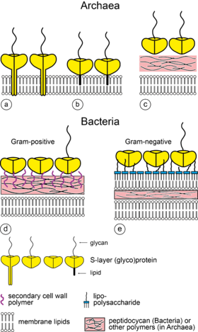 Schematic Illustration Of The Supramolecular Architecture - S Layer (280x469), Png Download