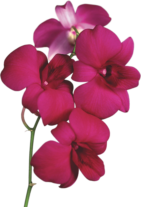 Orchid On Branch - Orchid Clipart (400x400), Png Download