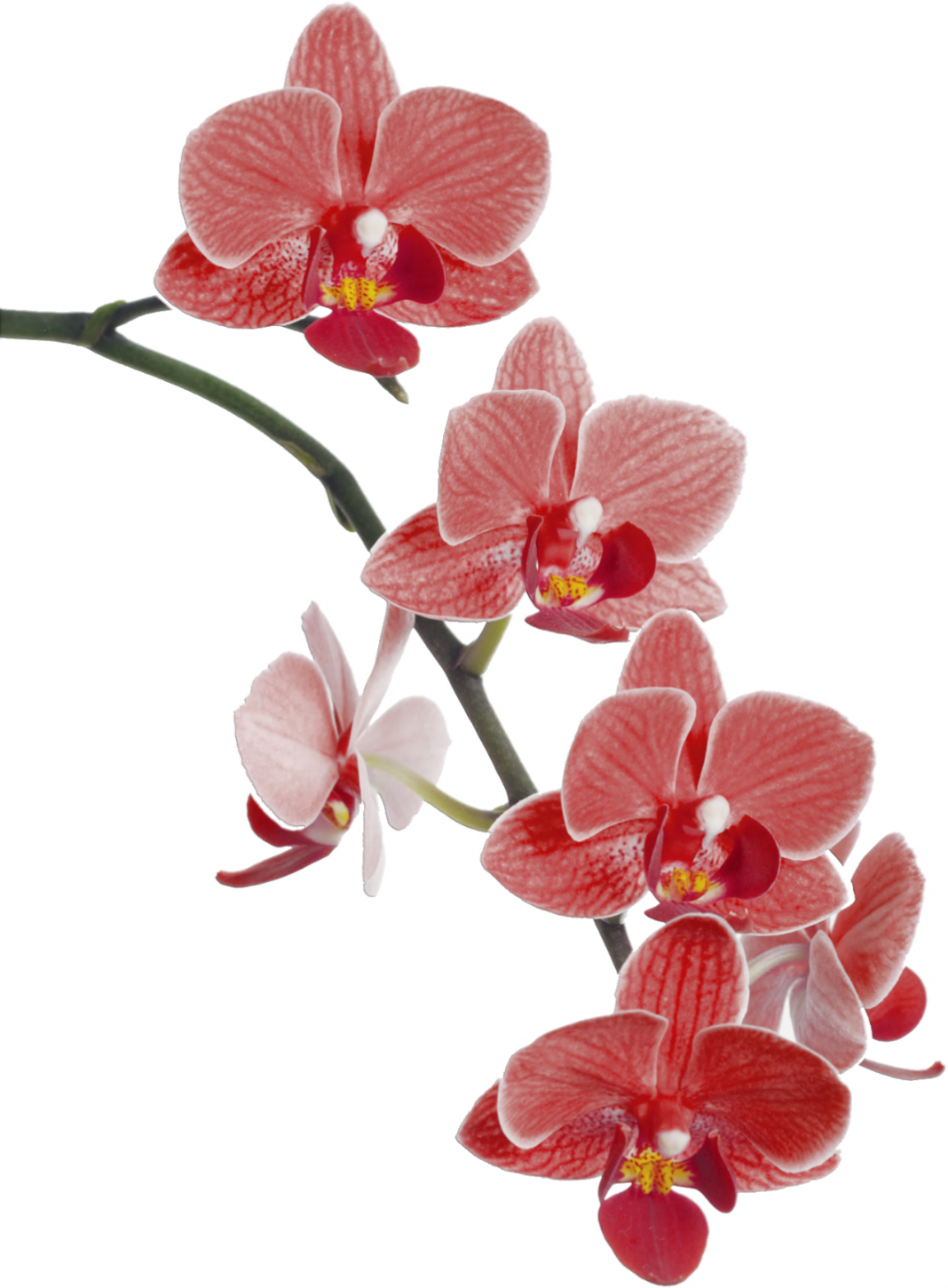Orchids Drawing Watercolor - Red Orchids Png (1068x1450), Png Download