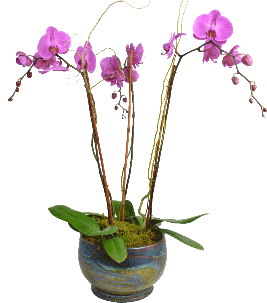 Elegant Triple Stem Orchid - Orchids Plant Png (1024x1024), Png Download