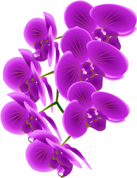 Free To Use &, Public Domain Orchid Flower Clip Art - Clip Art Orchid (566x800), Png Download