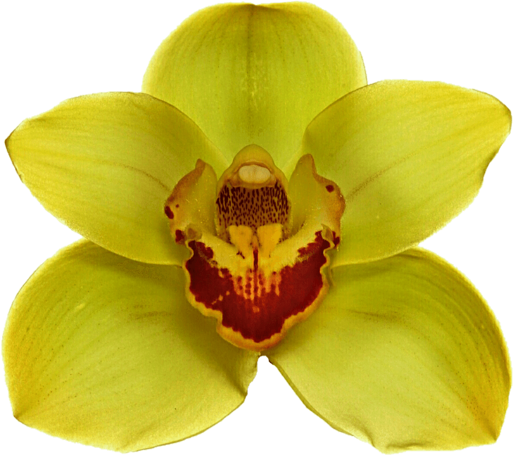 Yellow Orchid - Orquidea Amarilla Png (1024x901), Png Download