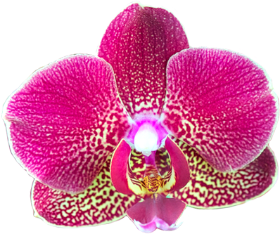 Wild Orchids The Salon Has Assembled One Of The Most - Desktop Computer (407x373), Png Download