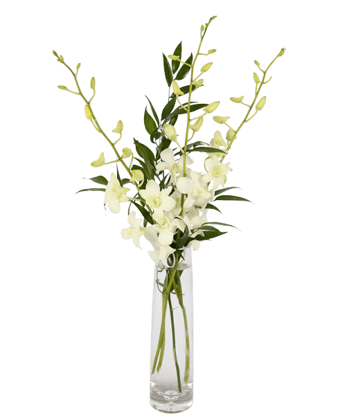 Elegant Orchids, White - Orchid Flower Bud Vase (500x611), Png Download
