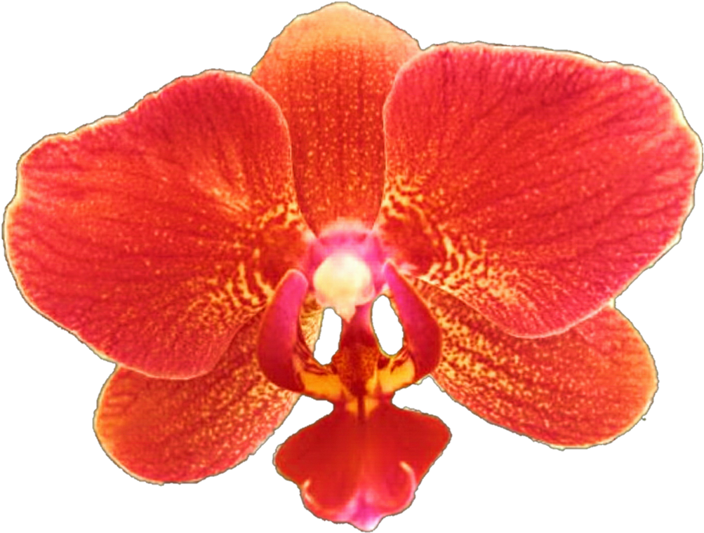 Orchid Transparent Red - Red Orchid Flower Png (1024x781), Png Download