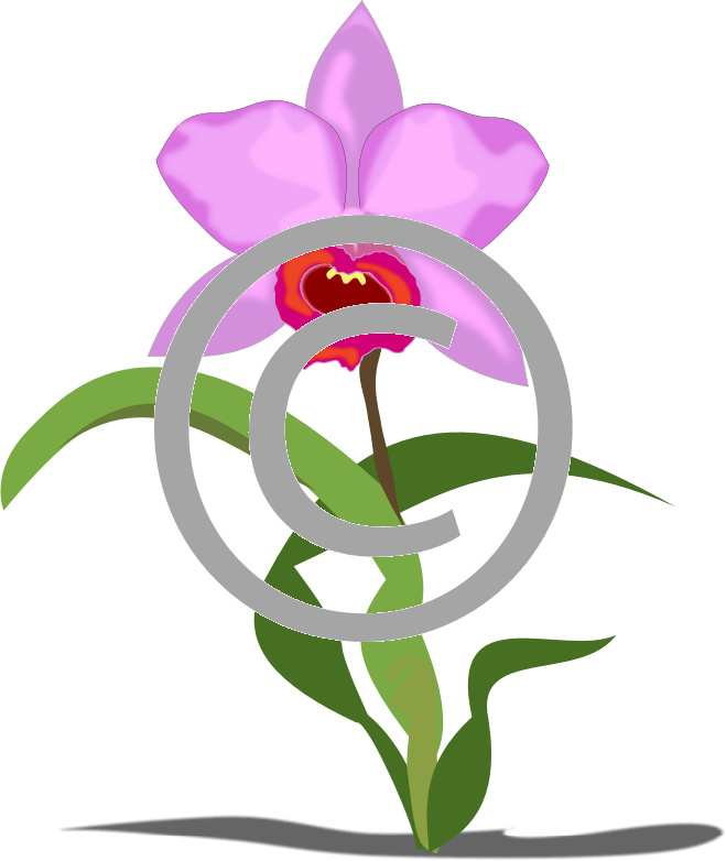 Cattleya Orchids - Clip Art (659x782), Png Download