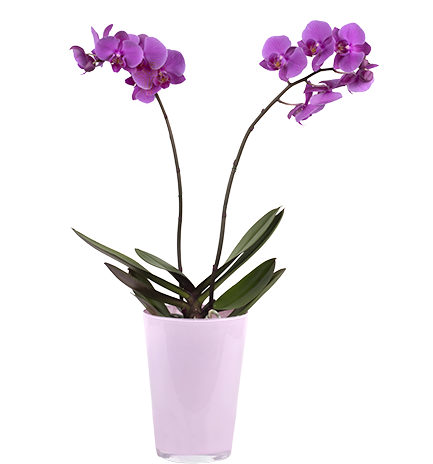 Violet Orchid - Orchids (480x480), Png Download