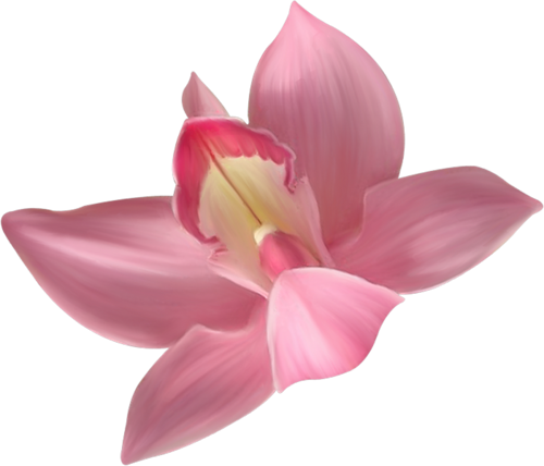 Transparent Pink Orchid Clipart M=1380664800 - Transparent Background Orchid Clipart (500x428), Png Download