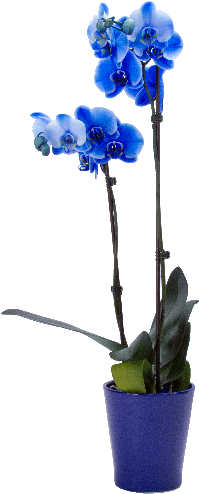5" Blue Phalaenopsis Orchid - Cyma Orchids (500x500), Png Download