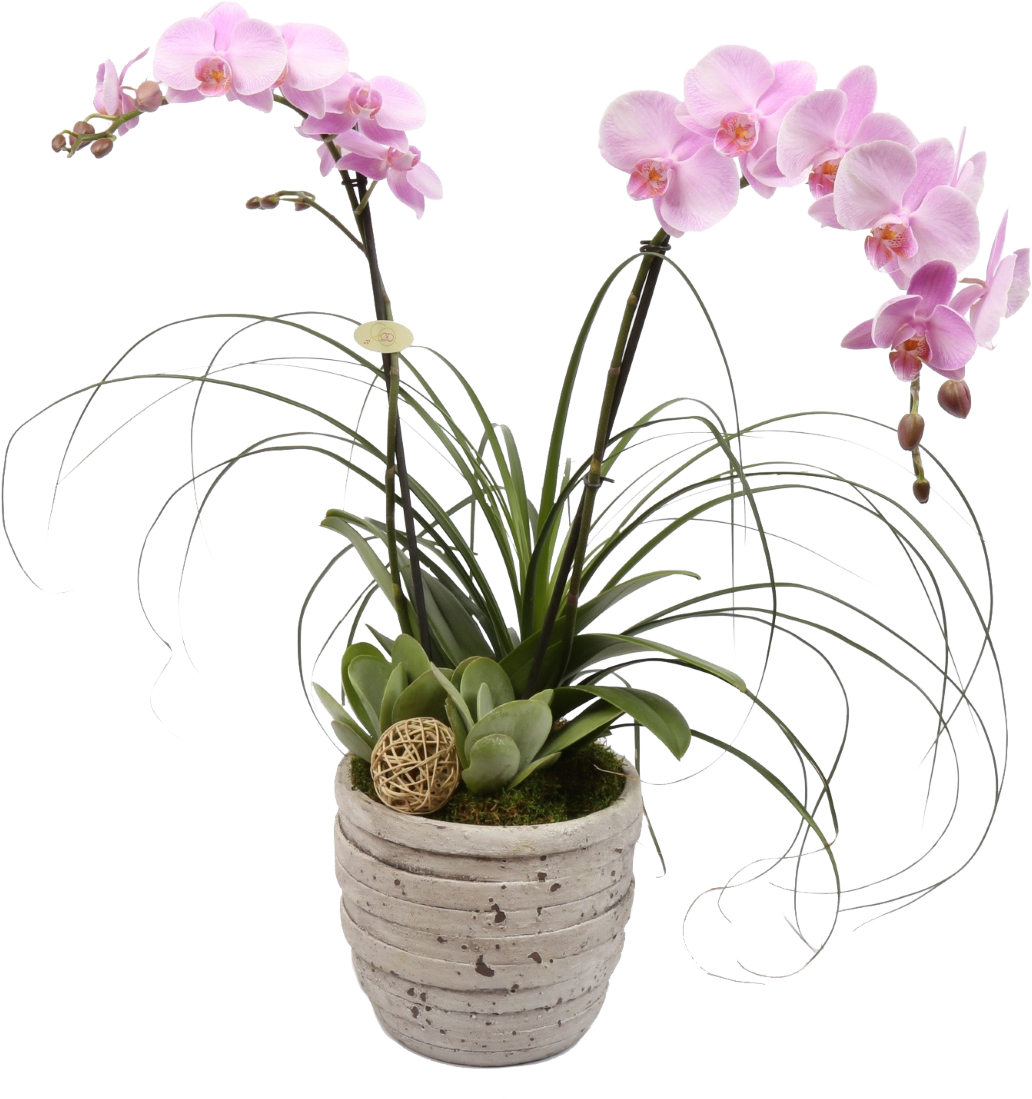 Tuscan Orchid Plant - Richmond (1080x1136), Png Download