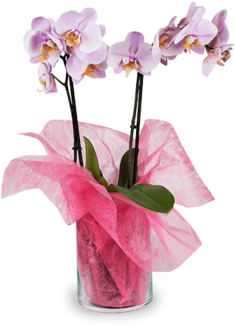 Pink Orchid - Antalya Floriculture (480x480), Png Download