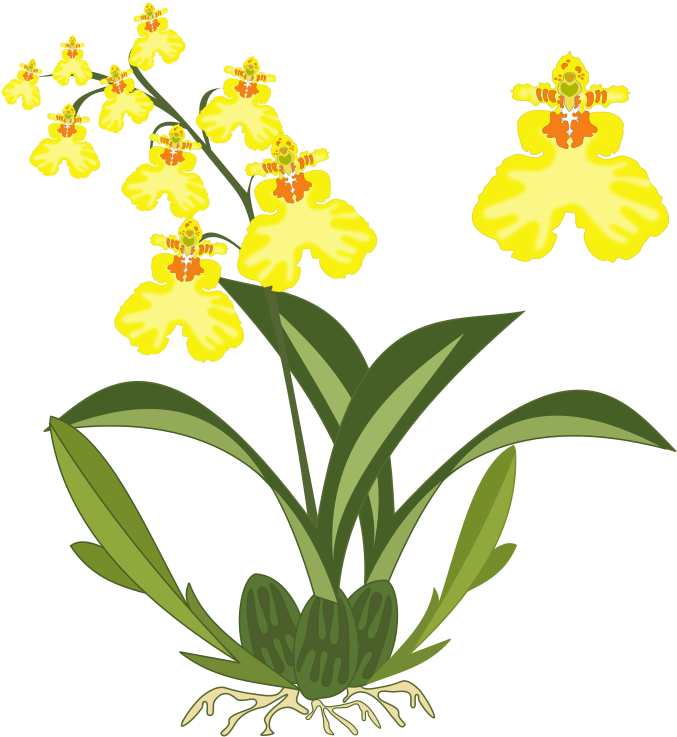 Orchid Plant Clipart (800x800), Png Download
