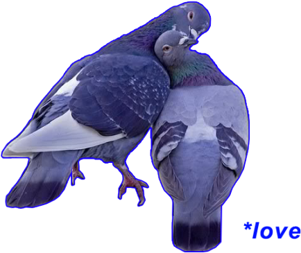 I Hate Pigeons But They Know What Is Love Maybe - Fabal Round Drill Animal Diamond Embroidery Merry Christmas (500x431), Png Download