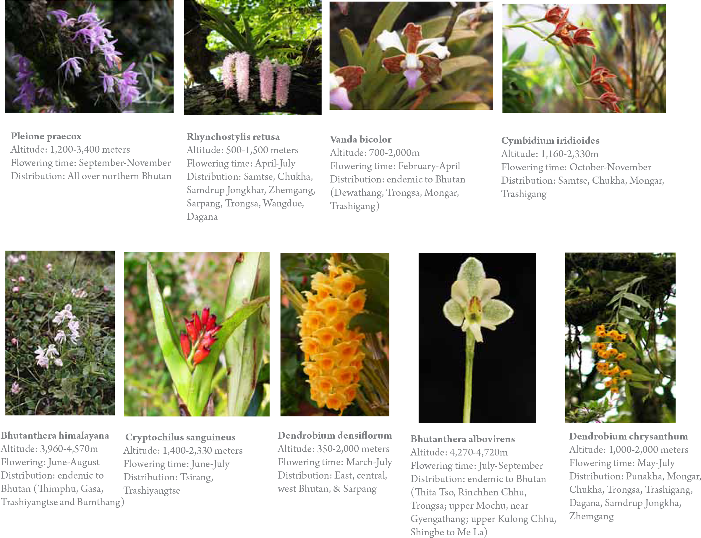 Gangri Bhutan Orchids Tour - Prince Of Wales Feathers (2417x1837), Png Download