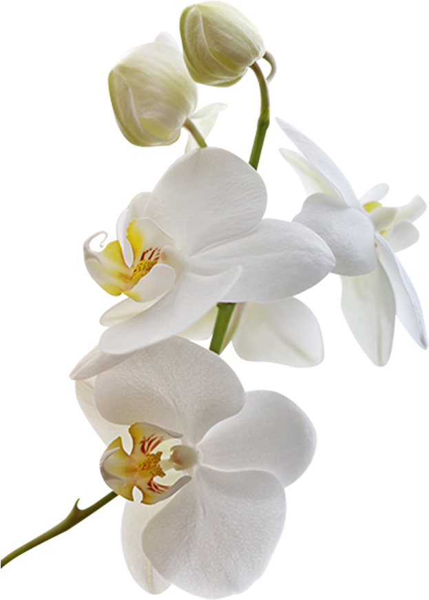 Png Клипарт "beautiful Orchids Flower" White - Весенние Цветы На Белом Фоне (672x1000), Png Download