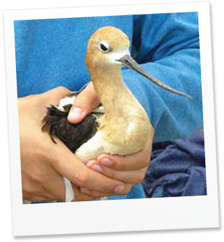 Hello, My Name Is Torito - Blue Winged Teal (350x350), Png Download