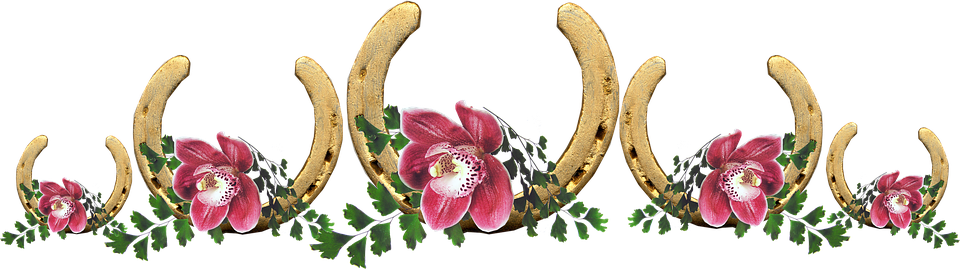 Lucky, Horse Shoes, Orchids, Flowers, Arrangement - Orchids (960x269), Png Download