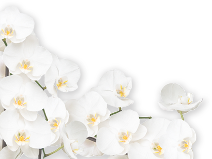 Orchid Png White Png (419x313), Png Download