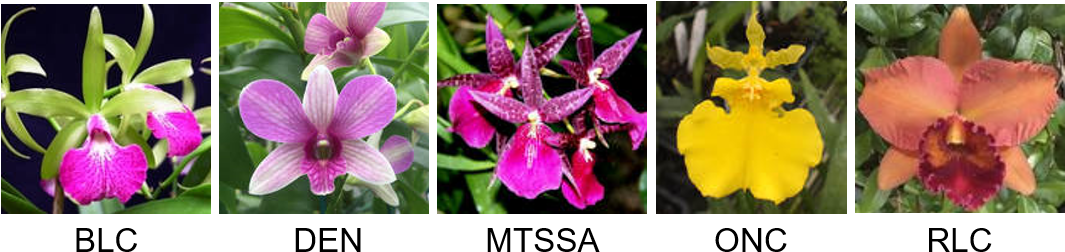 We Brought 225 Orchid Plugs To Transplant And Handed - Orchids Of The Philippines (1064x280), Png Download