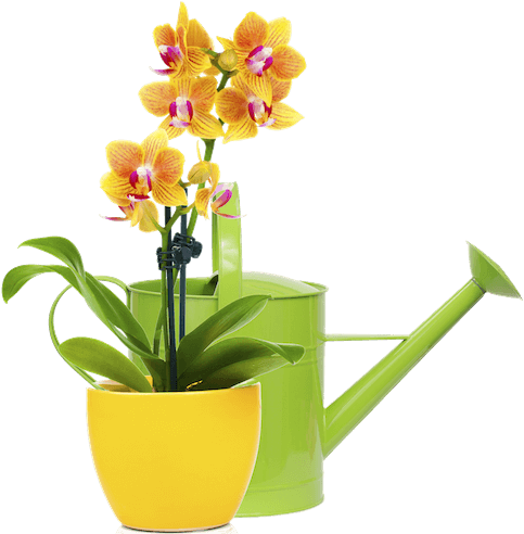 Caring For Your New Orchids From Lee & Company - Желтые Орхидеи В Горшке (500x491), Png Download