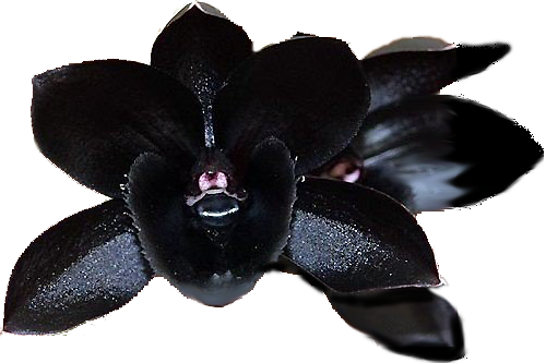 Black Orchid - Lack Cymbidium Faberi Orchid (500x333), Png Download
