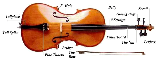 Cello Png Picture - Cello Anatomy (644x275), Png Download