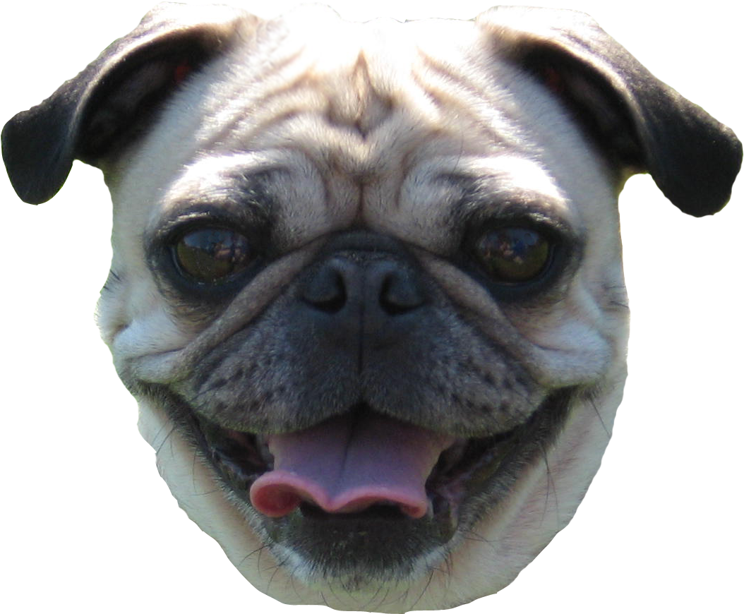 Pug Head Png - Pug Face No Background (1260x900), Png Download
