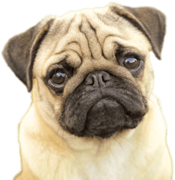 Pug Puppy Pug Clipart (400x400), Png Download