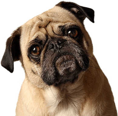 Animals - Pugs - Pug Png (620x413), Png Download