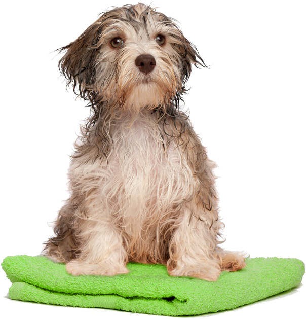 Dog Bath Png Transparent Dog Bath - Bath Dog Png (696x690), Png Download
