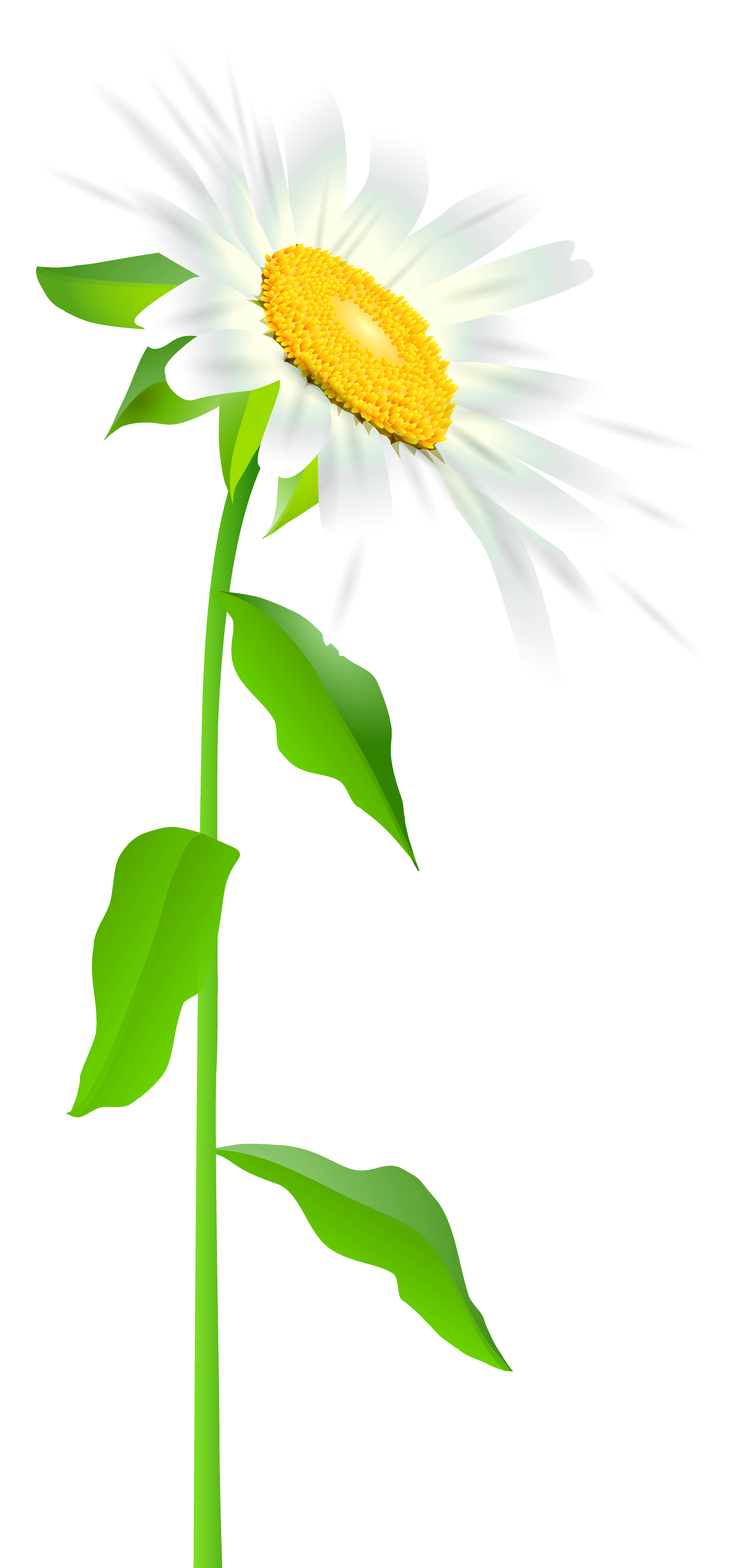 Vector Graphics (3416x7000), Png Download