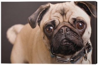 Personalised Pug Dog Pencil Case / Make Up Bag 172 (400x400), Png Download
