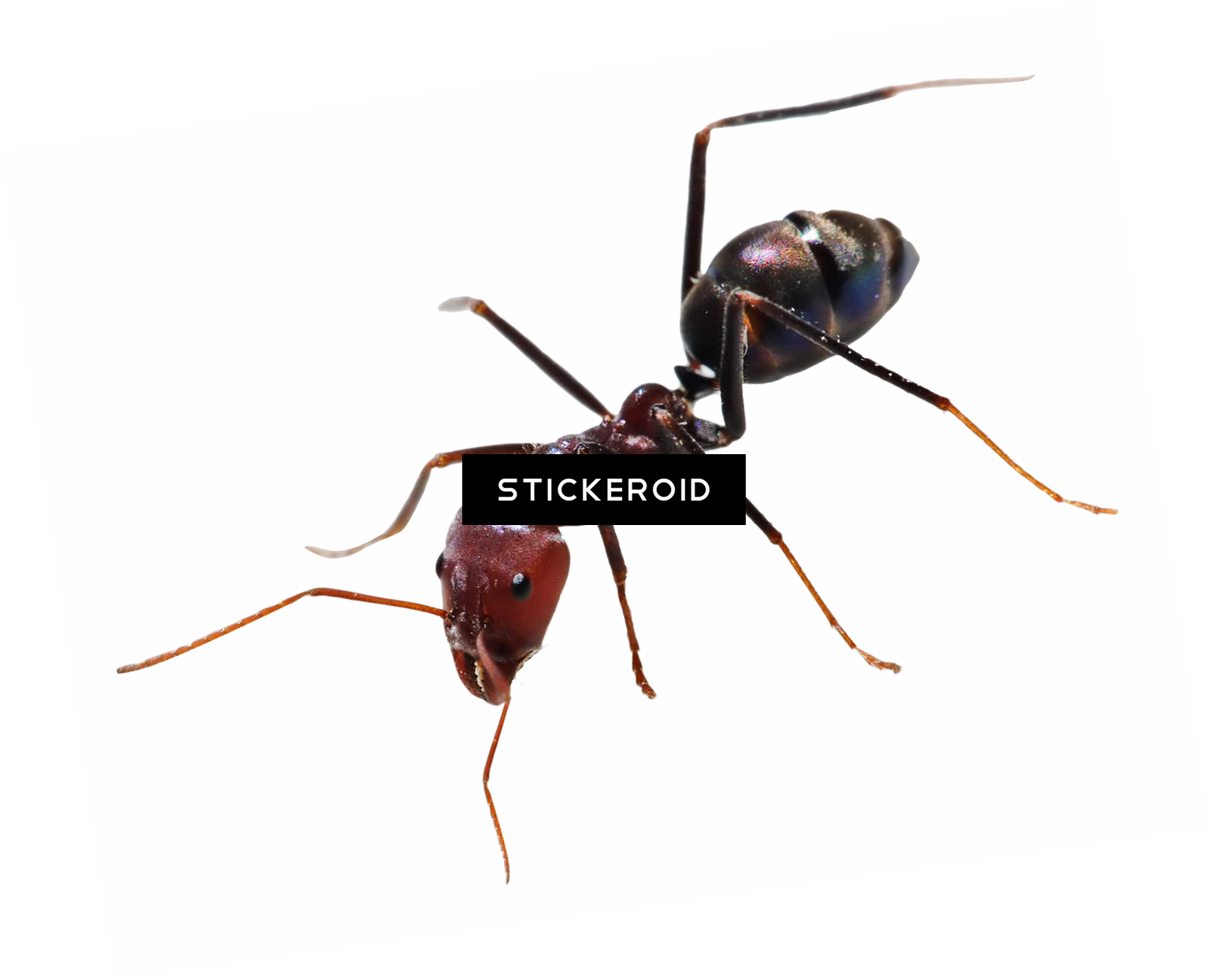 Ant Ants Insects - Ant (1534x1245), Png Download