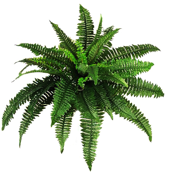 Fern Transparent - Plant Png Hd - Free Transparent PNG Download - PNGkey